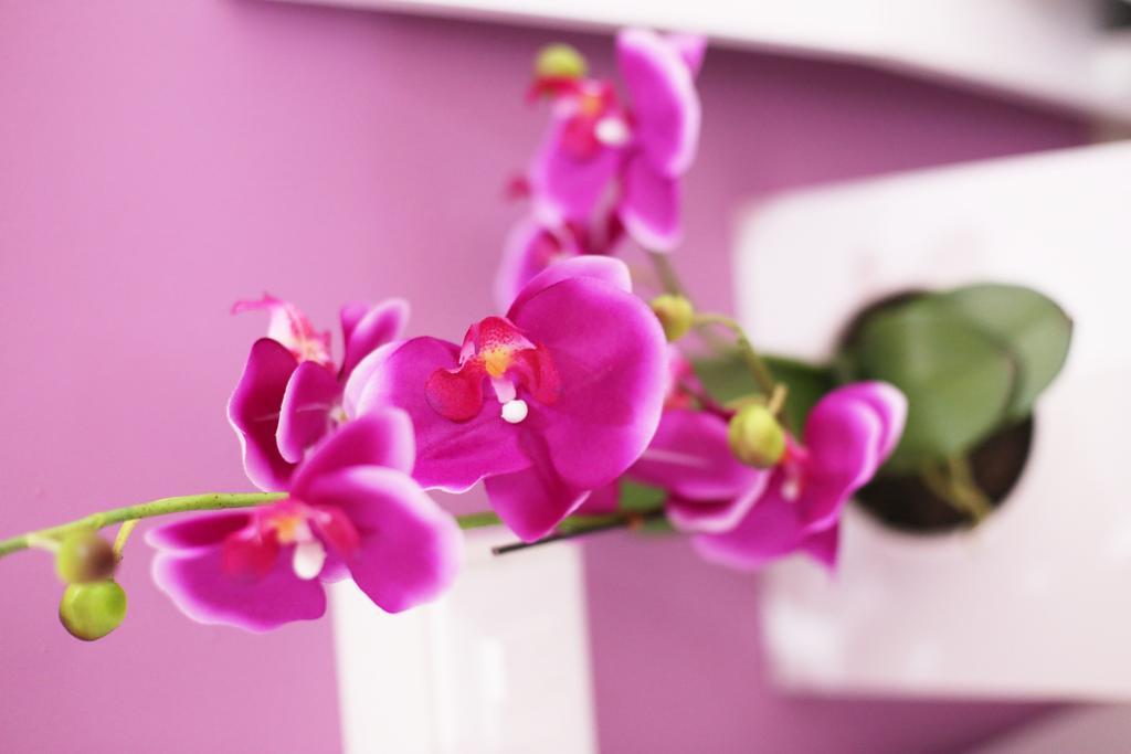 Iris Room Rzym Pokój zdjęcie